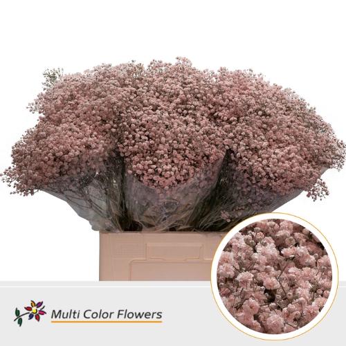 Gypsophila overig kleurbehandeld H%
