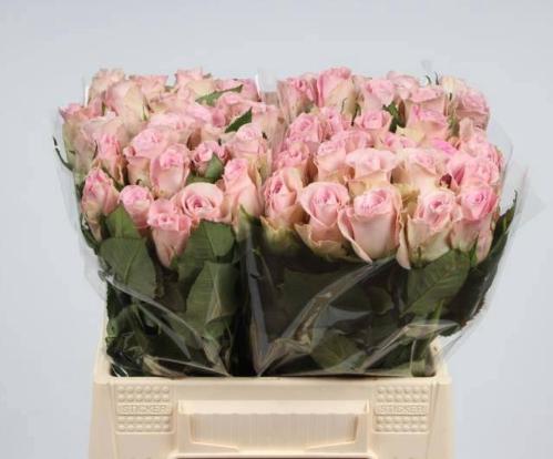 Rosa grootbloemig Bisou