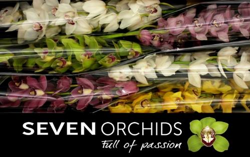 Cymbidium grootbloemig per tak gemengd