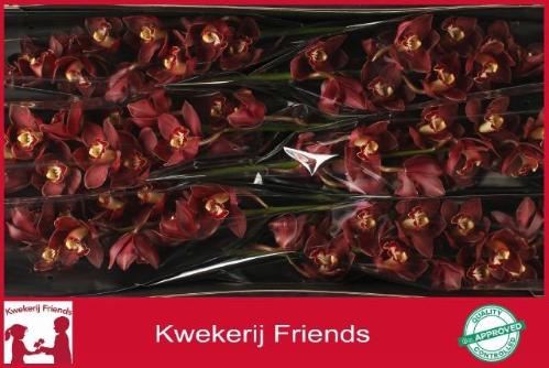 Cymbidium grootbloemig 'Priwine'