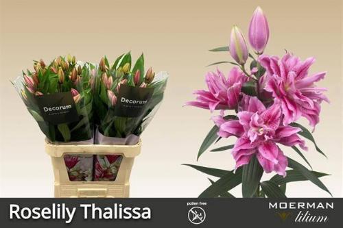 Lilium (Oriental Grp) dubbel Roselily Tosca