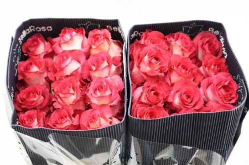 Rosa grootbloemig overig