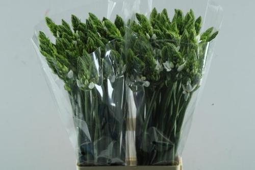 Ornithogalum thyrsoides overig