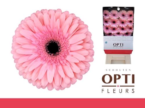 Gerbera grootbloemig Estrella