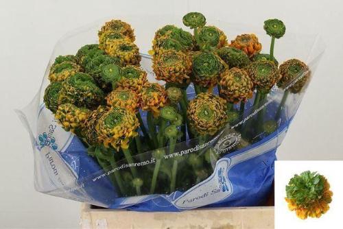 Ranunculus asiaticus Pon-Pon Merlino