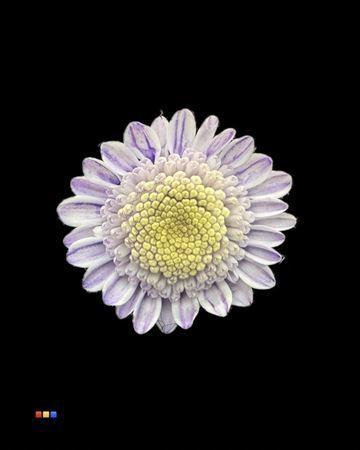 Chrysanthemum Indicum Grp tros kas kleurbehandeld H%
