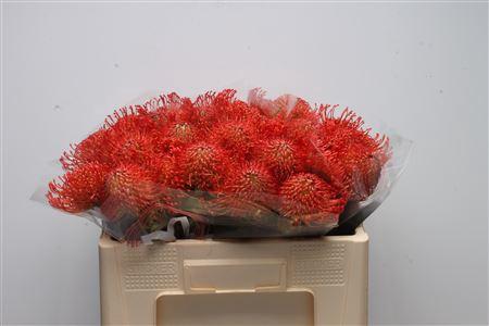 Leucospermum cordifolium overig