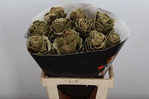 Brassica oleracea kleurbehandeld H%