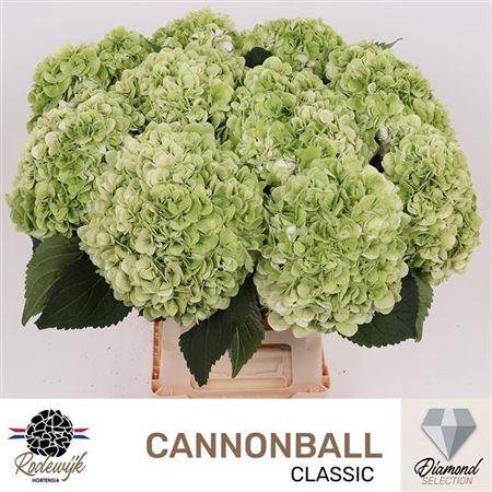 Hydrangea macrophylla 'Cannonball' (classic)