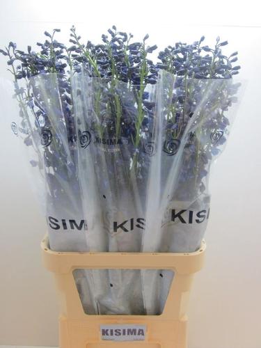 Delphinium Belladonna Grp enkelbloemig 'Sea Waltz'