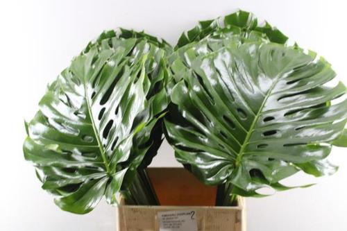 Monstera (blad)
