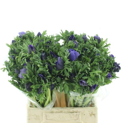 Anemone coronaria 'Marianne Blue'