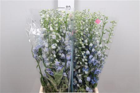 Delphinium (Elatum Grp) 'Magic Fountains Skyblue Whitebee'