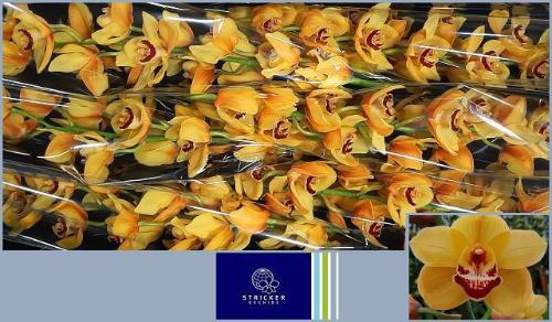Cymbidium grootbloemig per tak Wallguard 'Rijsenhout'