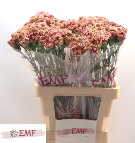 Dianthus standaard Babylon