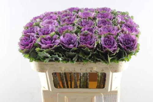 Brassica oleracea 'Altair'