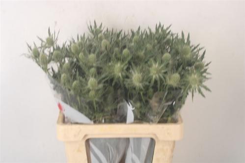 Eryngium Magical White Lagoon