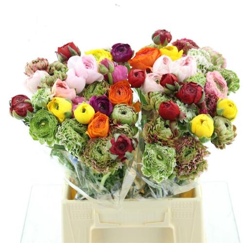 Ranunculus overig