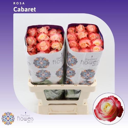 Rosa grootbloemig Cabaret