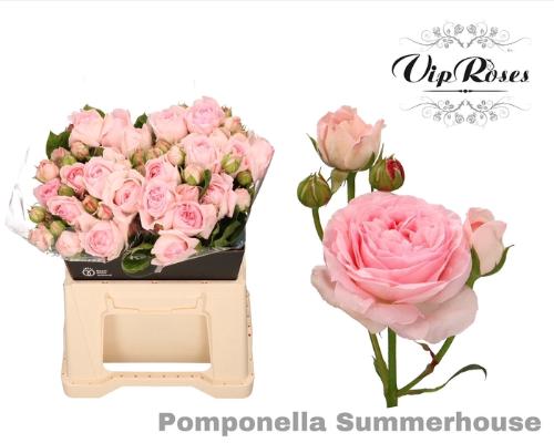 Rosa grootbloemig Pomponella Summerhouse