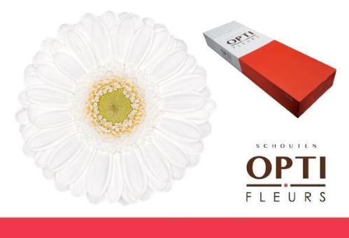 Gerbera mini 'Lobby'