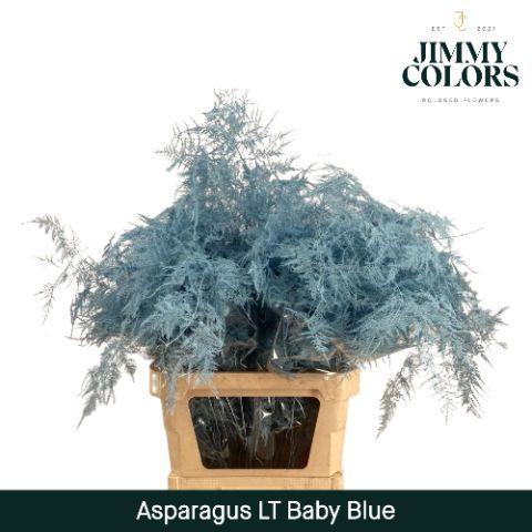 Asparagus overig kleurbehandeld H%