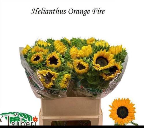 Helianthus annuus 'Orange Fire'