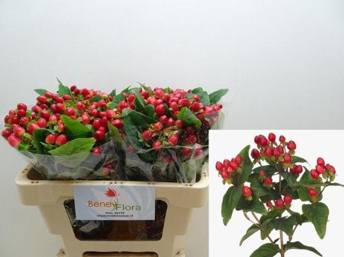 Hypericum inodorum Magical Triumph