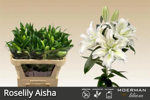 Lilium Oriental dubbel Grp Roselily Aisha