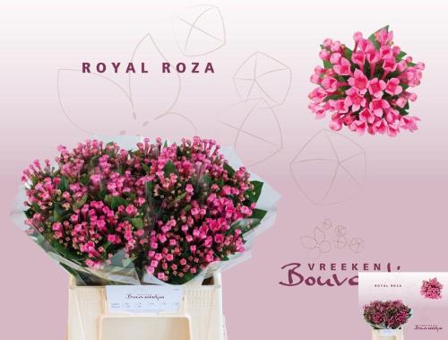 Bouvardia enkelbloemig Royal Roza
