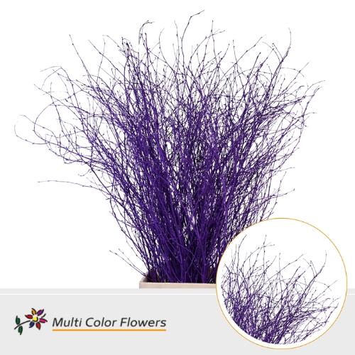 Betula kleurbehandeld H%