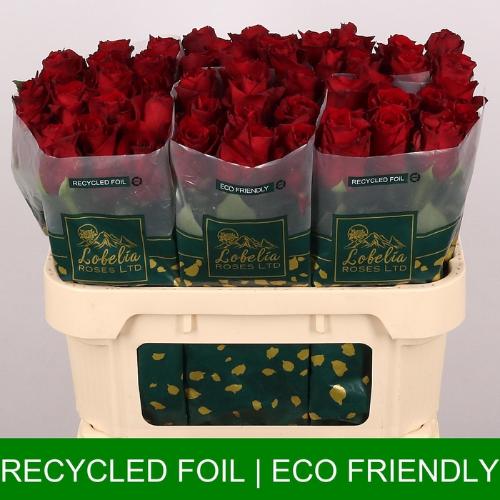 Rosa grootbloemig Explorer