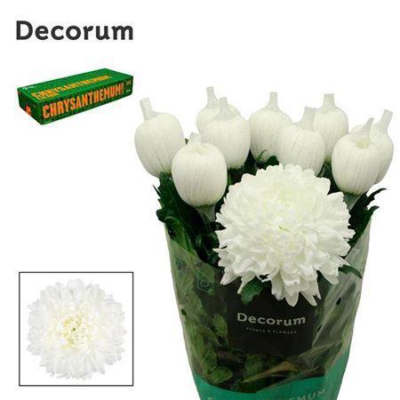 Chrysanthemum Indicum Grp geplozen kas Antonov