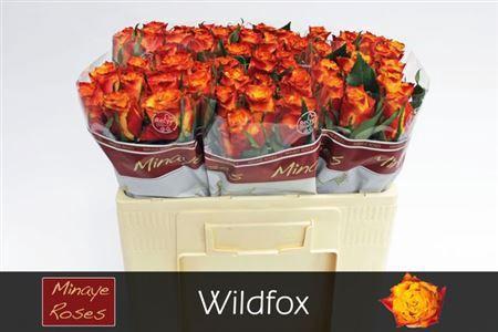 Rosa grootbloemig Wildfox