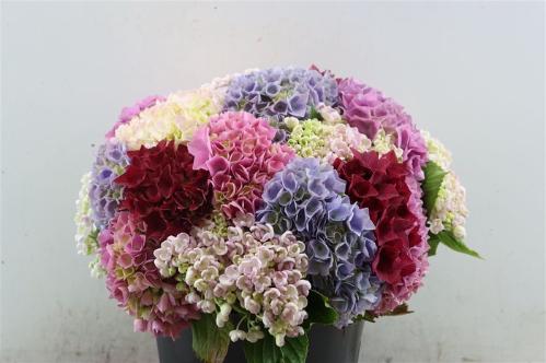 Hydrangea overig