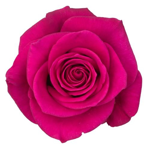 Rosa grootbloemig Xoch!