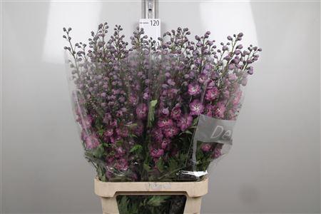 Delphinium Elatum Grp dubbelbloemig 'Delphi's Pink Power'