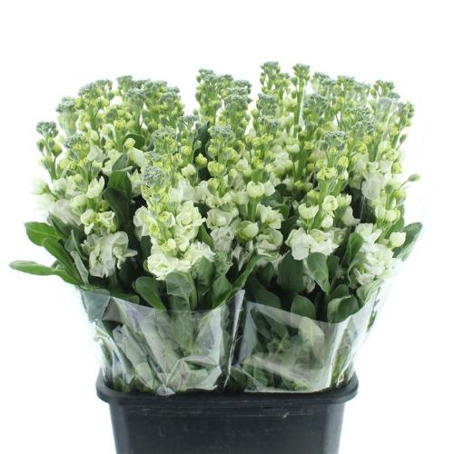 Matthiola incana 'Iron White'