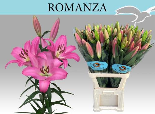 Lilium (Ot-Hybrids Grp) overig