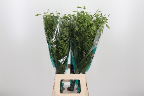 Chasmanthium latifolium 'Mantis'