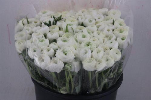 Ranunculus asiaticus 'Elegance White'