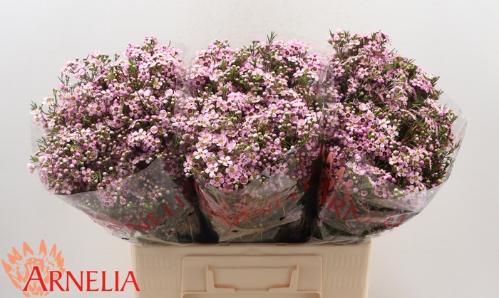 Chamelaucium 'Alouana'