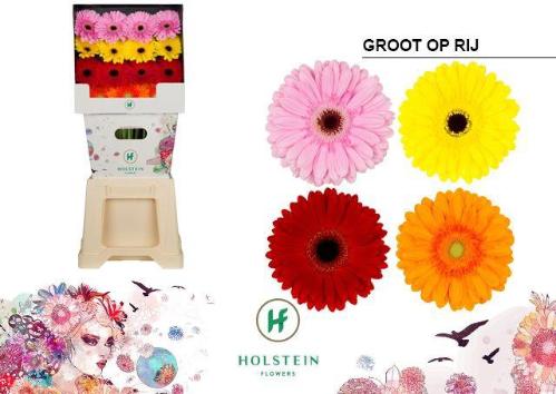 Gerbera grootbloemig gemengd op rij