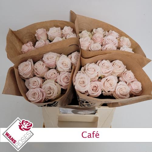 Rosa grootbloemig Café!