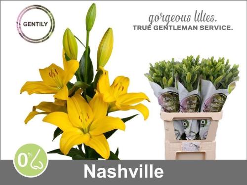 Lilium Longiflorum x Aziatische Grp 'Nashville'