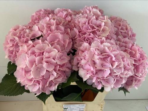 Hydrangea macrophylla 'Verena'