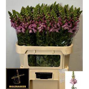 Antirrhinum majus 'Potomac lavender'