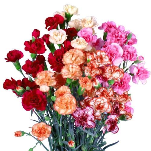 Dianthus tros overig