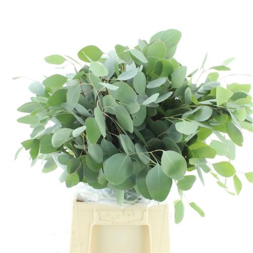 Eucalyptus per bos populifolia