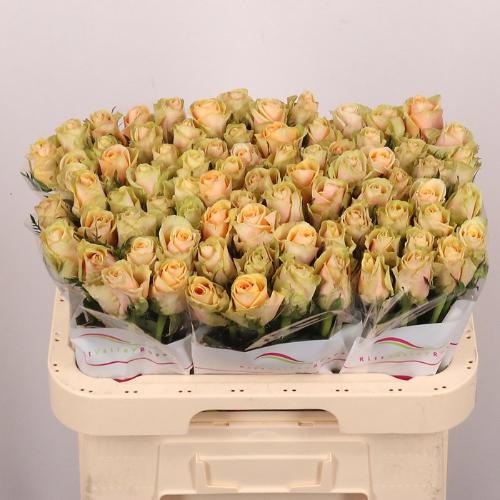 Rosa grootbloemig Avatar